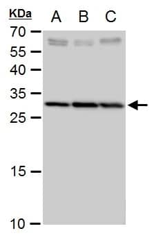 SLC25A6 Antibody