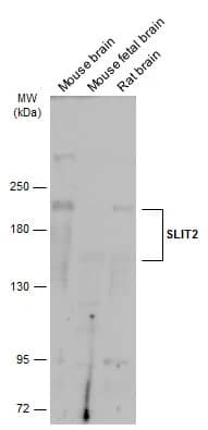 Slit2 Antibody