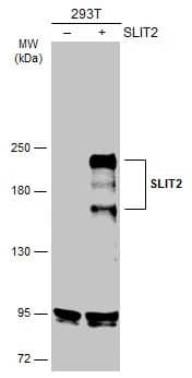 Slit2 Antibody