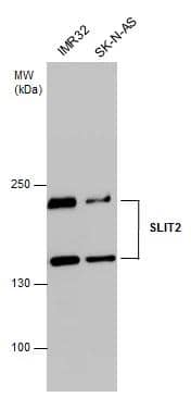 Slit2 Antibody - BSA Free