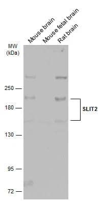 Slit2 Antibody - BSA Free