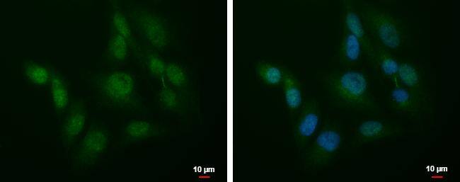 SLU7 Antibody - BSA Free