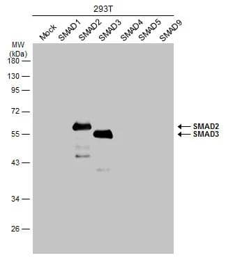 Smad3 Antibody - BSA Free