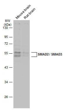Smad3 Antibody - BSA Free
