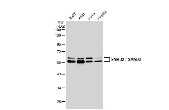 Smad3 Antibody - BSA Free