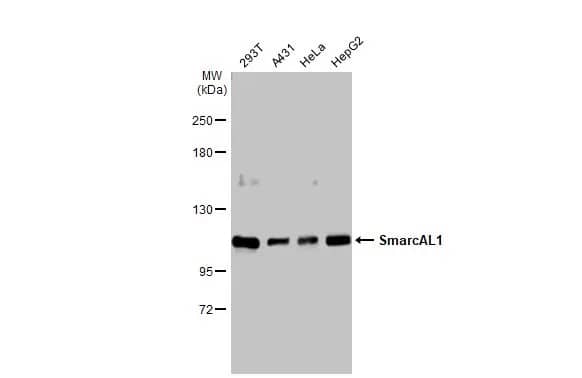 SmarcAL1 Antibody