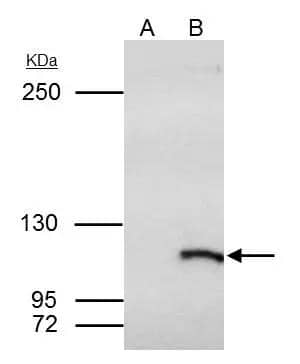 SmarcAL1 Antibody - BSA Free