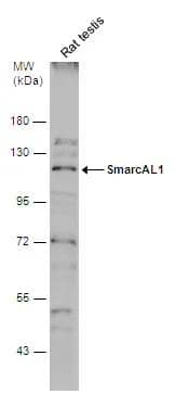 SmarcAL1 Antibody - BSA Free