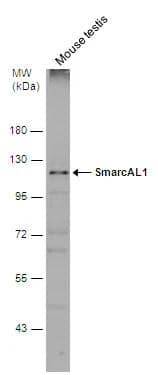 SmarcAL1 Antibody - BSA Free