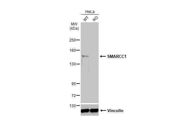SMARCC1 Antibody