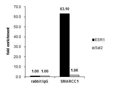 SMARCC1 Antibody - BSA Free