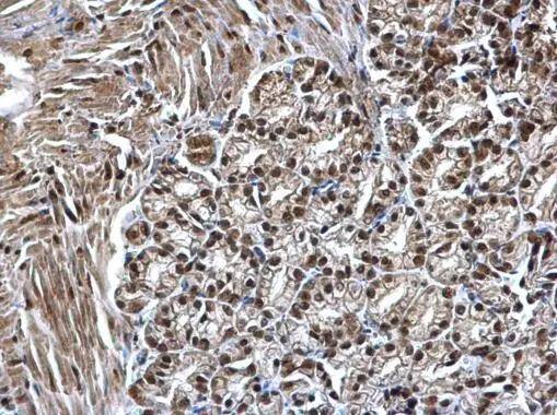 SMARCC1 Antibody - BSA Free