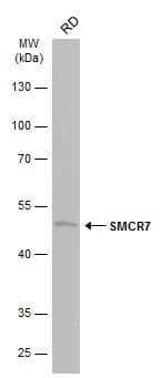 SMCR7 Antibody - BSA Free