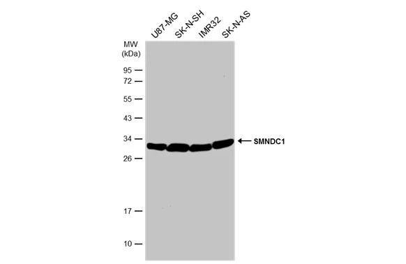SMNDC1 Antibody - BSA Free