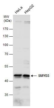 SMYD3 Antibody