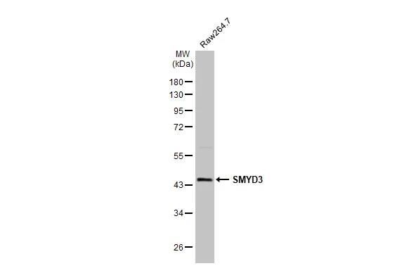 SMYD3 Antibody