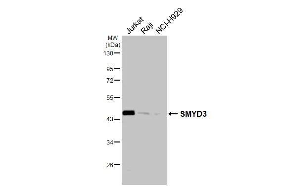 SMYD3 Antibody - BSA Free