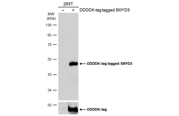 SMYD3 Antibody