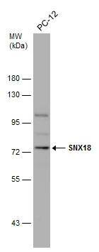 SNX18 Antibody