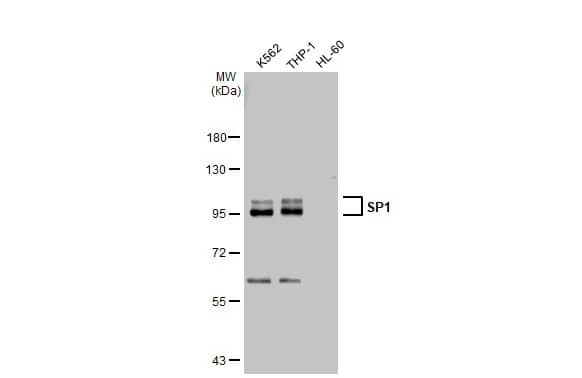 SP1 Antibody
