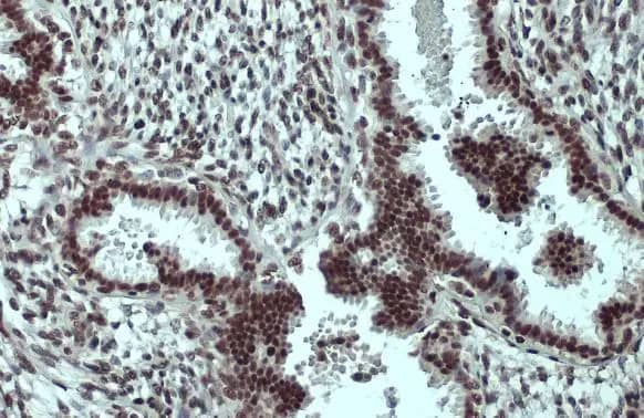 SP1 Antibody