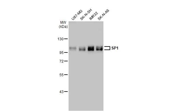 SP1 Antibody
