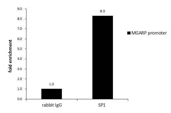 SP1 Antibody - BSA Free