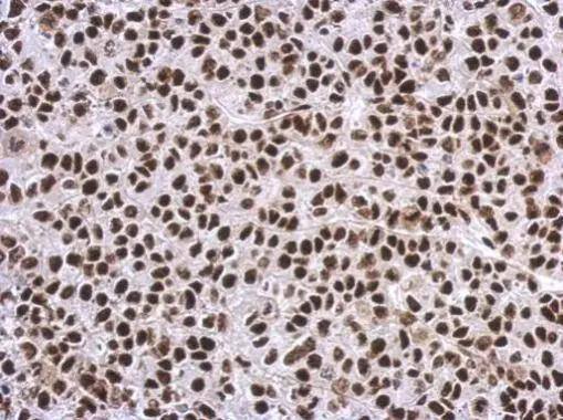 SP1 Antibody - BSA Free