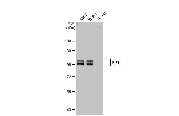 SP1 Antibody - BSA Free