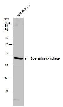 Spermine synthase Antibody - BSA Free