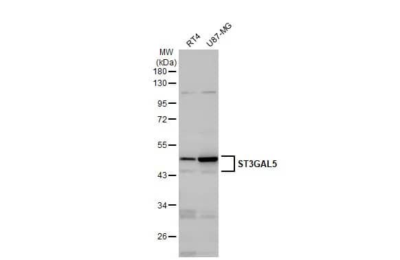ST3GAL5 Antibody
