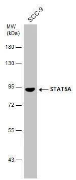 STAT5A Antibody - BSA Free