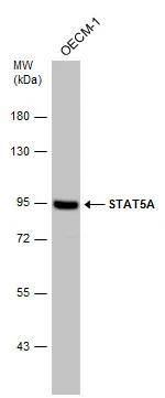 STAT5A Antibody - BSA Free