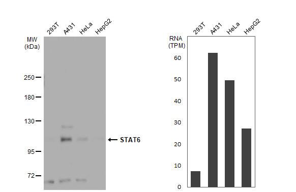 STAT6 Antibody