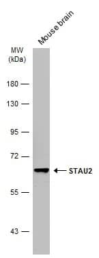 STAU2 Antibody