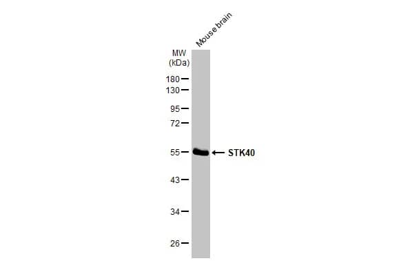 STK40 Antibody