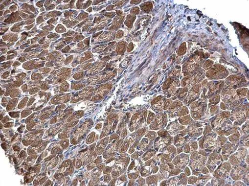 STRAP Antibody - BSA Free