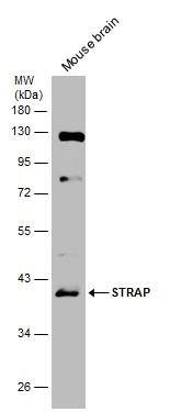STRAP Antibody - BSA Free