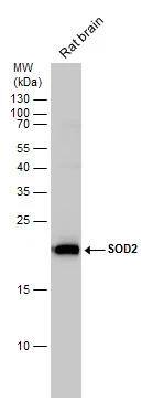 SOD2/Mn-SOD Antibody - BSA Free