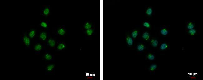 SYAP1 Antibody - BSA Free
