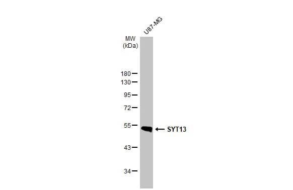 Synaptotagmin 13 Antibody