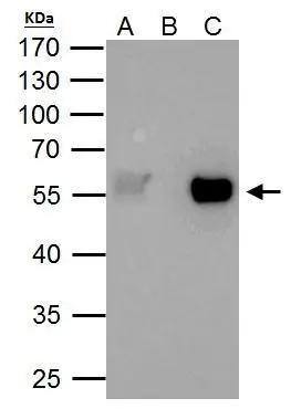 TAF7 Antibody