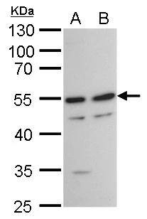 TAF7 Antibody