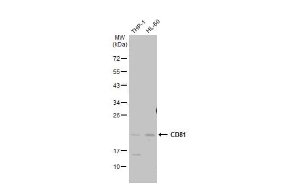 CD81 Antibody