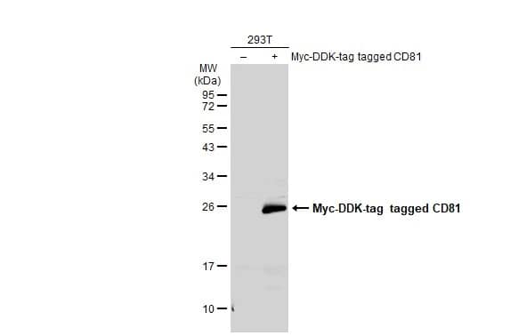 CD81 Antibody