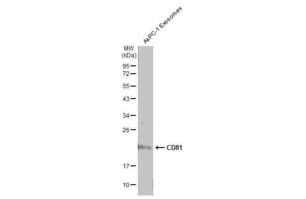 CD81 Antibody