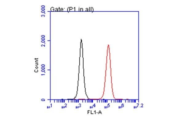 CD81 Antibody - BSA Free