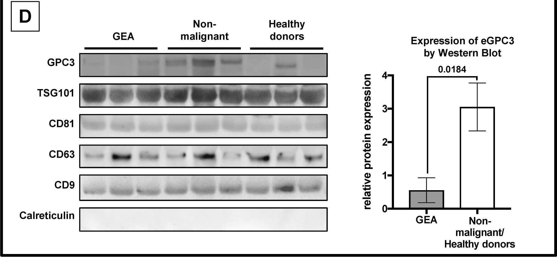 CD81 Antibody - BSA Free