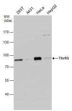 TARS Antibody - BSA Free