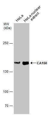 TCERG1 Antibody - BSA Free